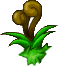 Ellinia Alpine Plants